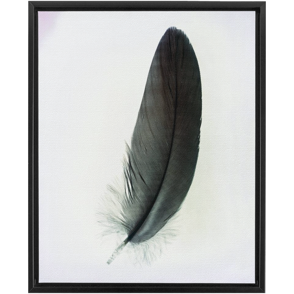 Feather Study 