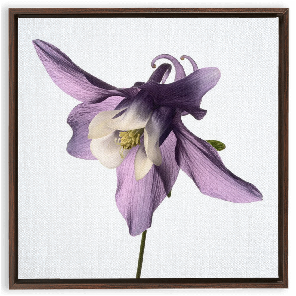 Muted Aquilegia