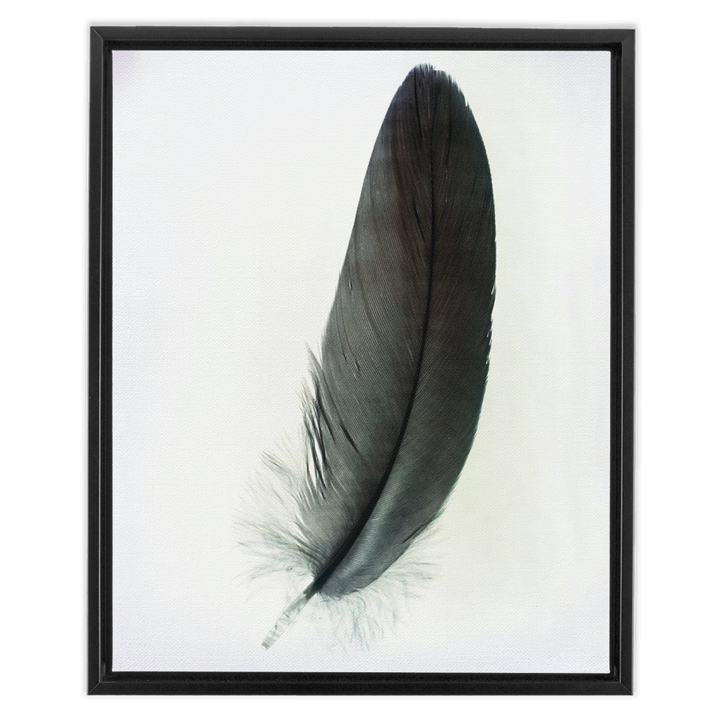 Feather Study 