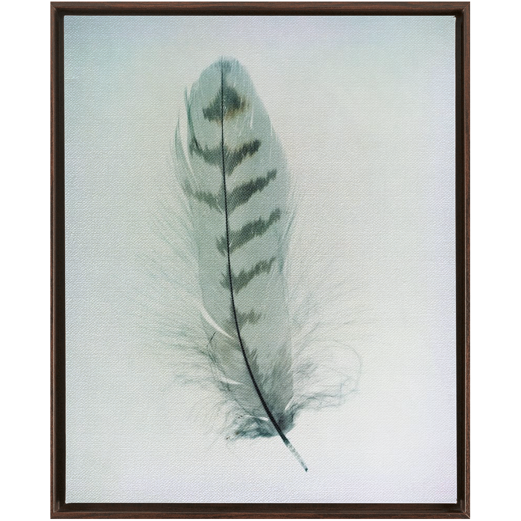 Feather Study 