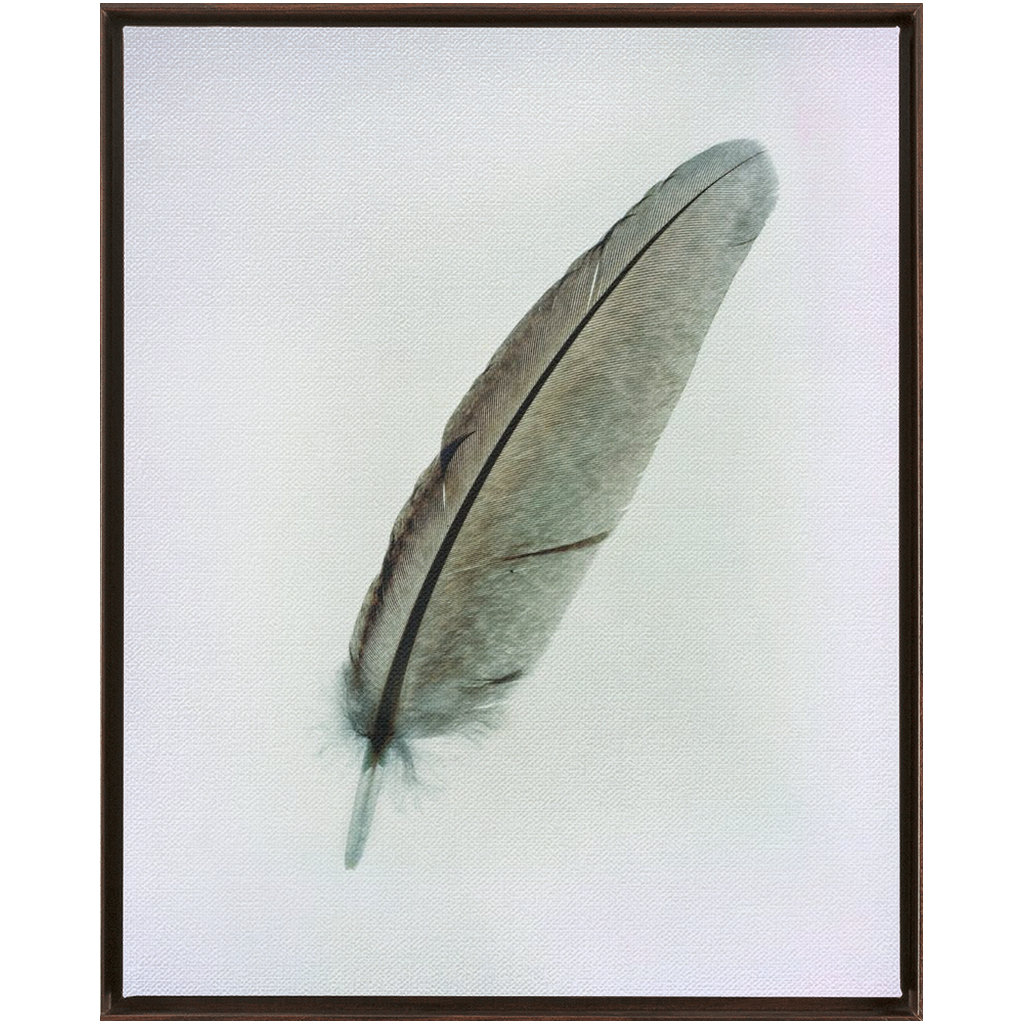 Feather Study 