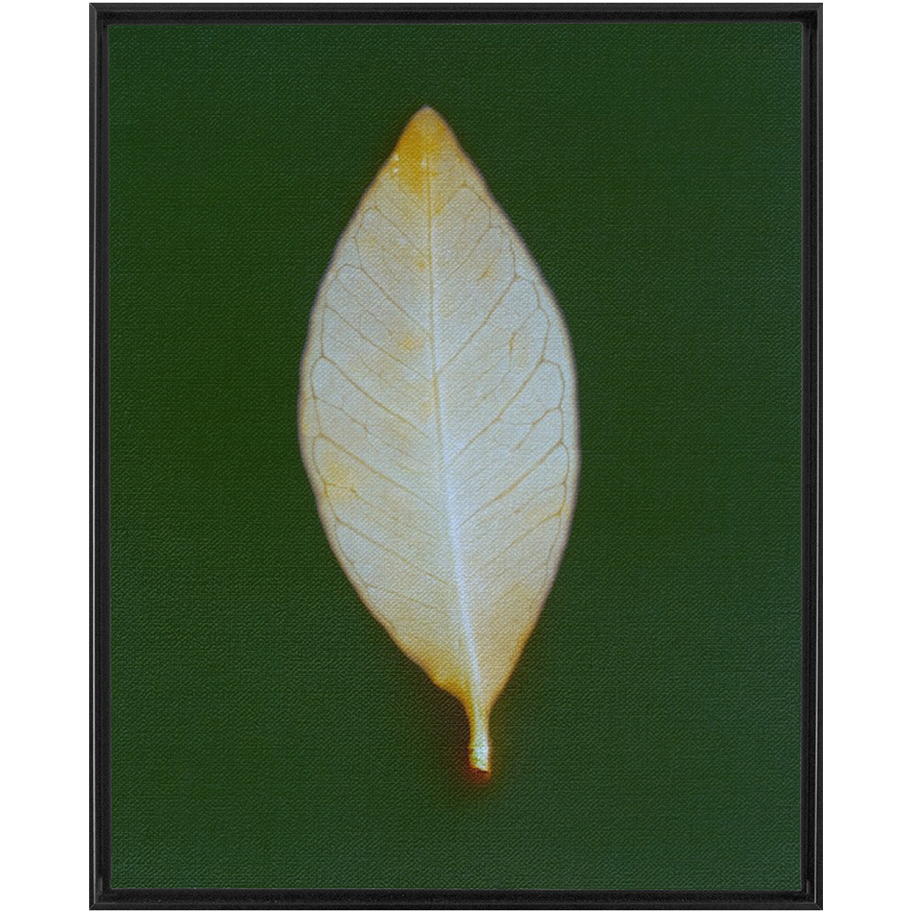 Guava Leaf