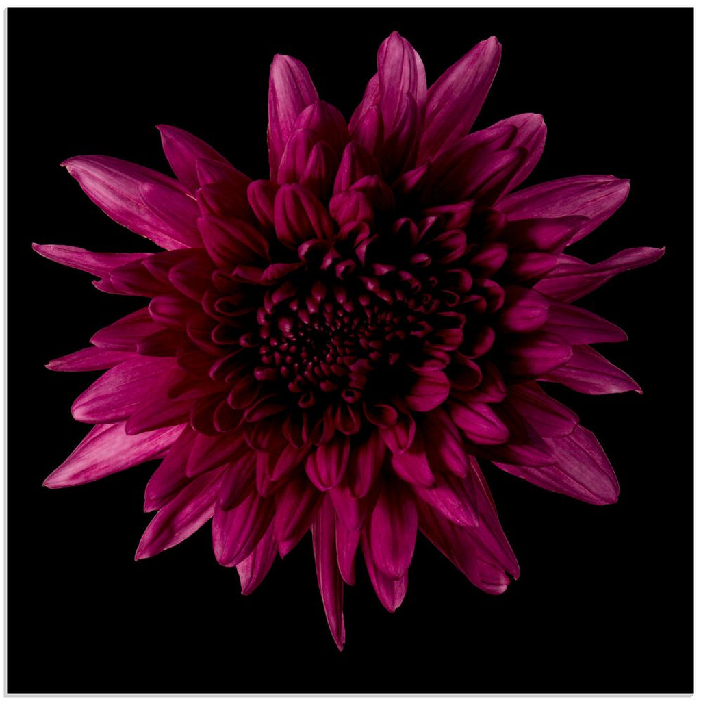 Purple Chrysanthemum