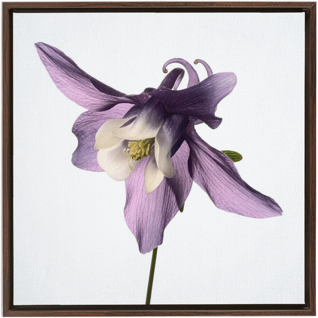 Muted Aquilegia