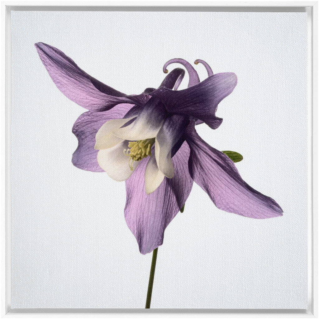 Muted Aquilegia