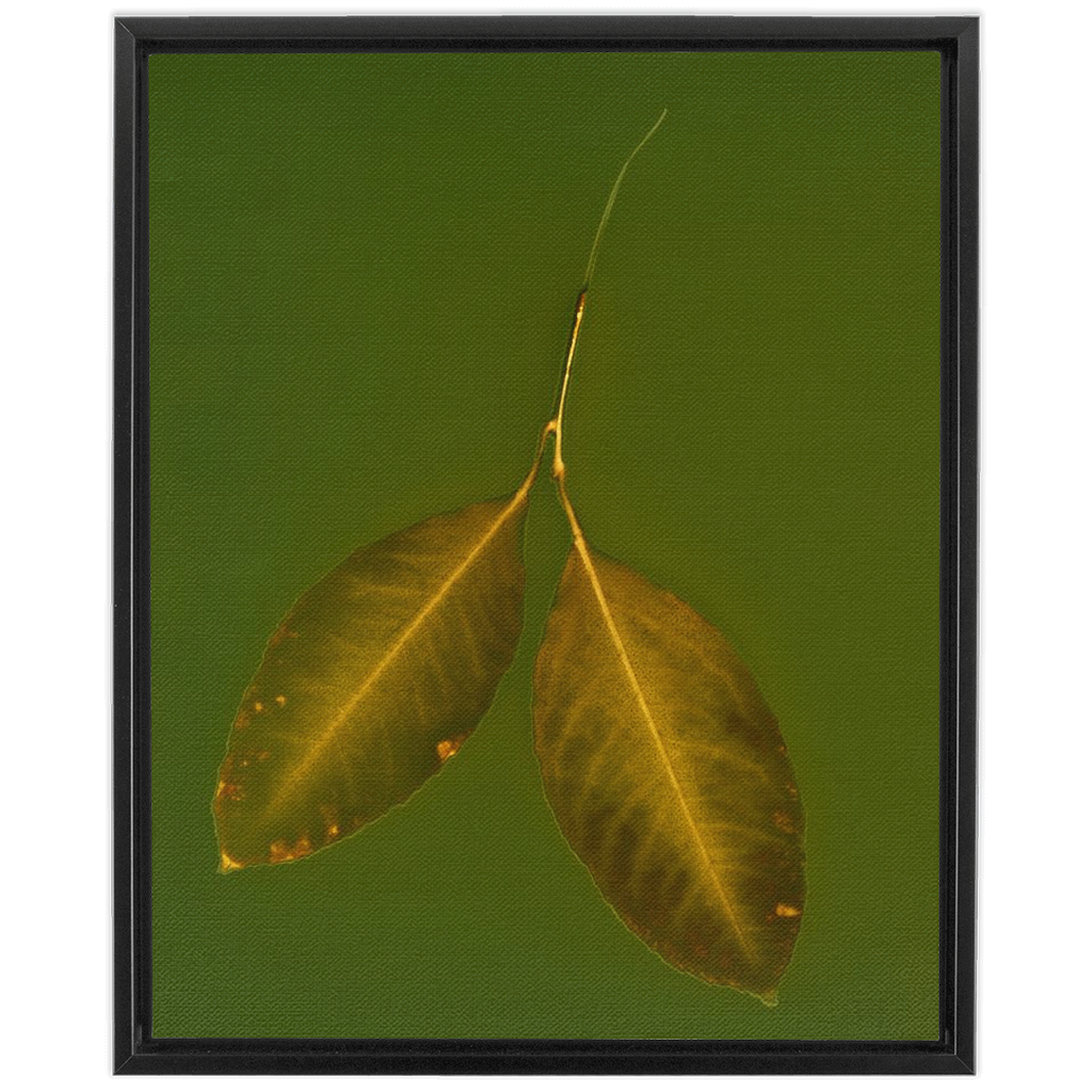 Lemon Leaves