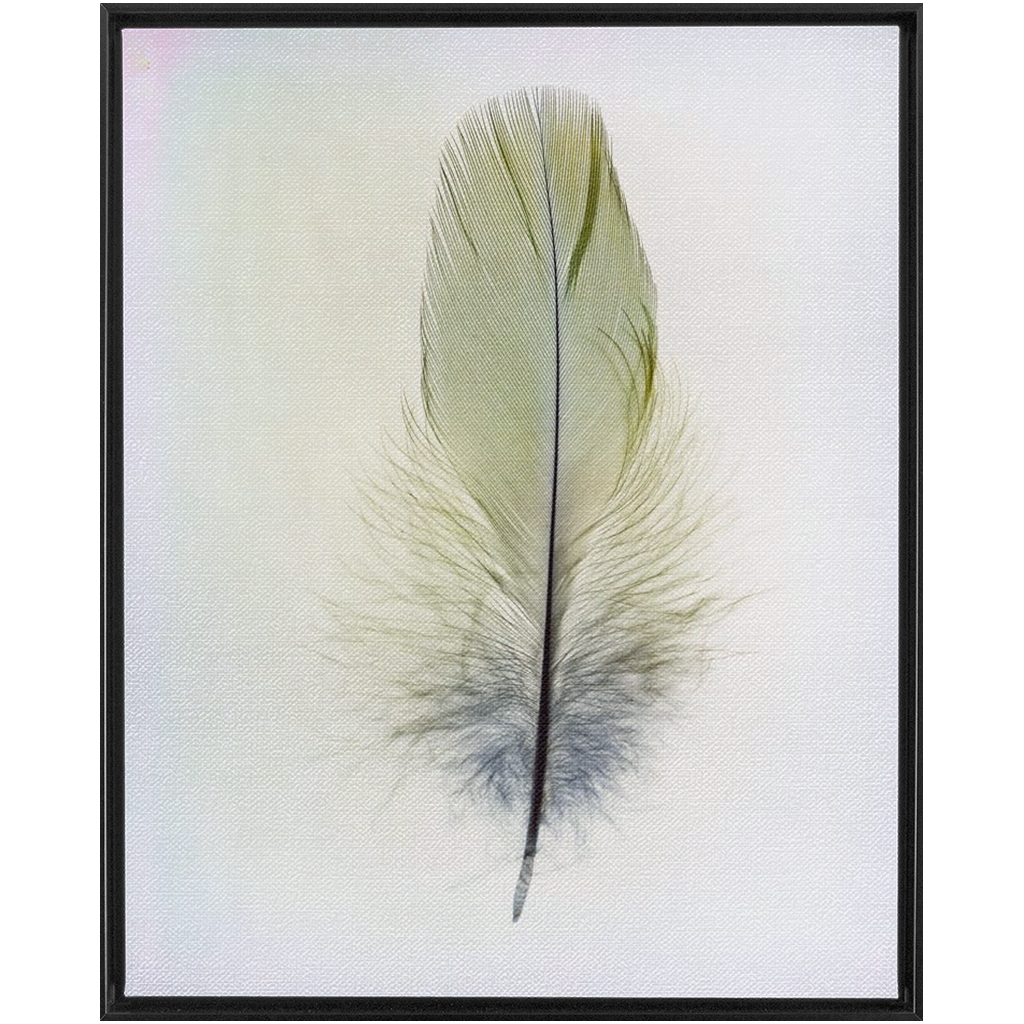 Feather Study 