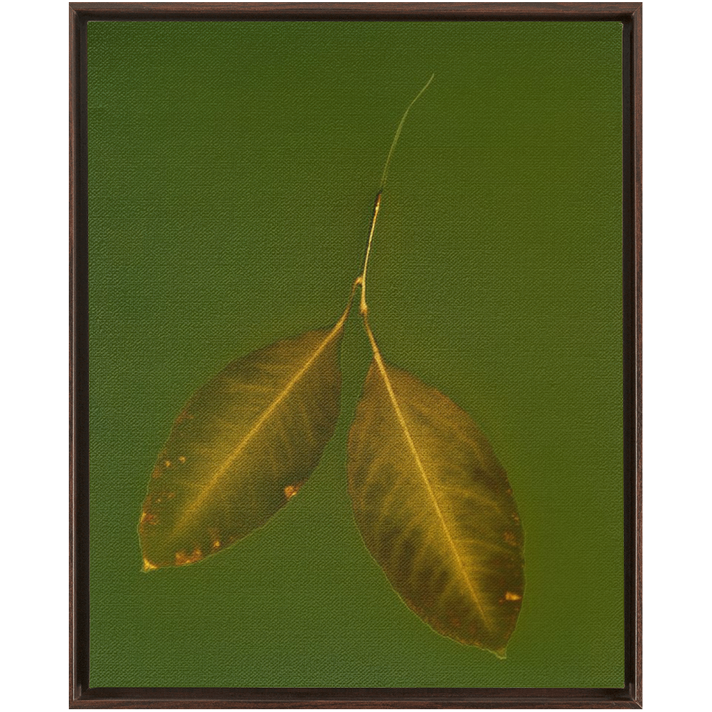 Lemon Leaves