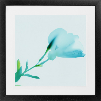 Polaroid Colour Study 
