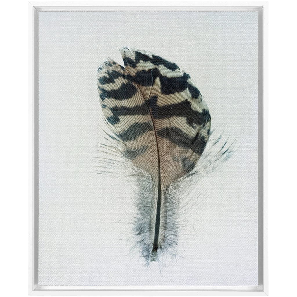 Feather Study 