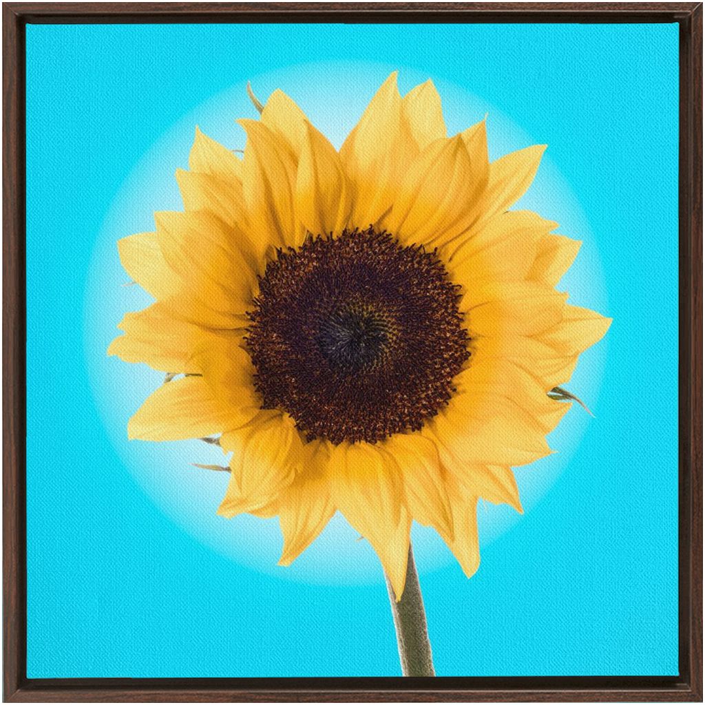 Summer Sun Flower