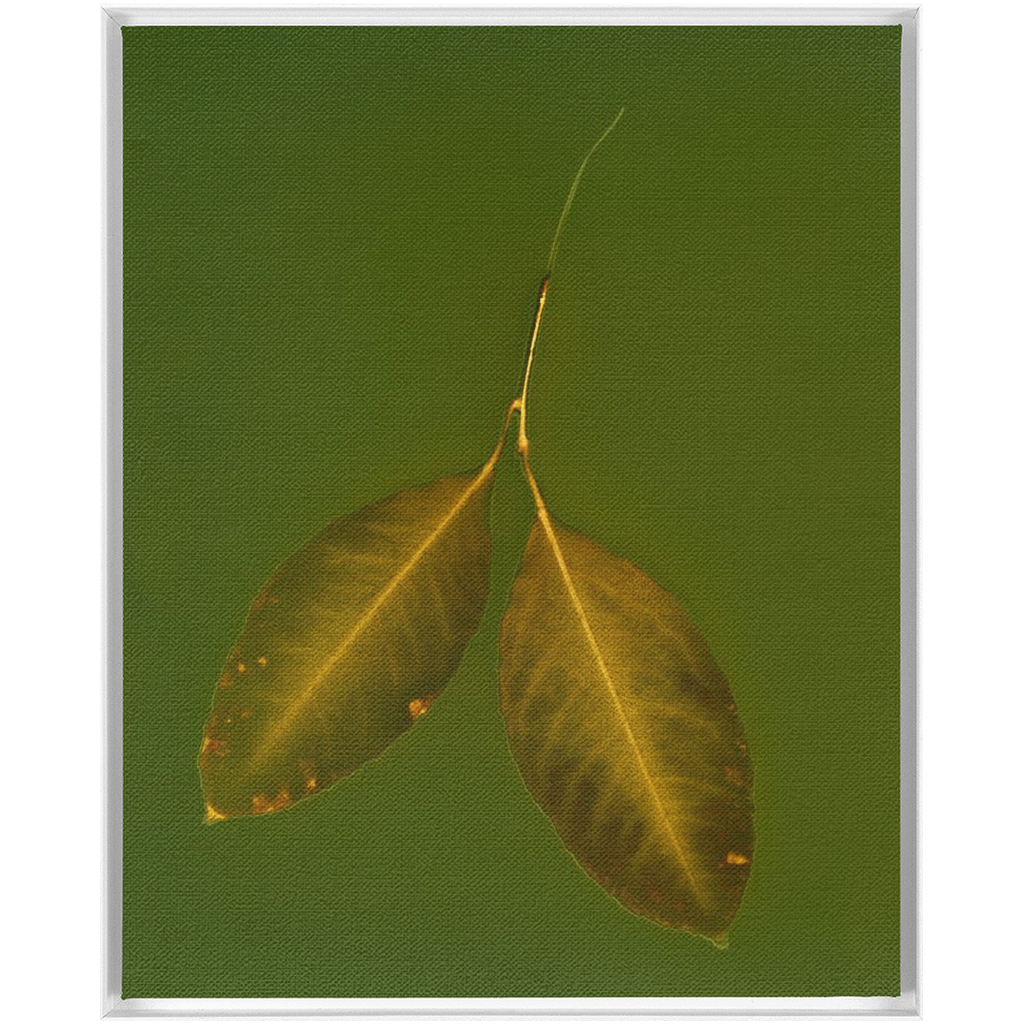 Lemon Leaves