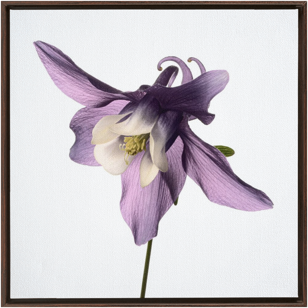 Muted Aquilegia