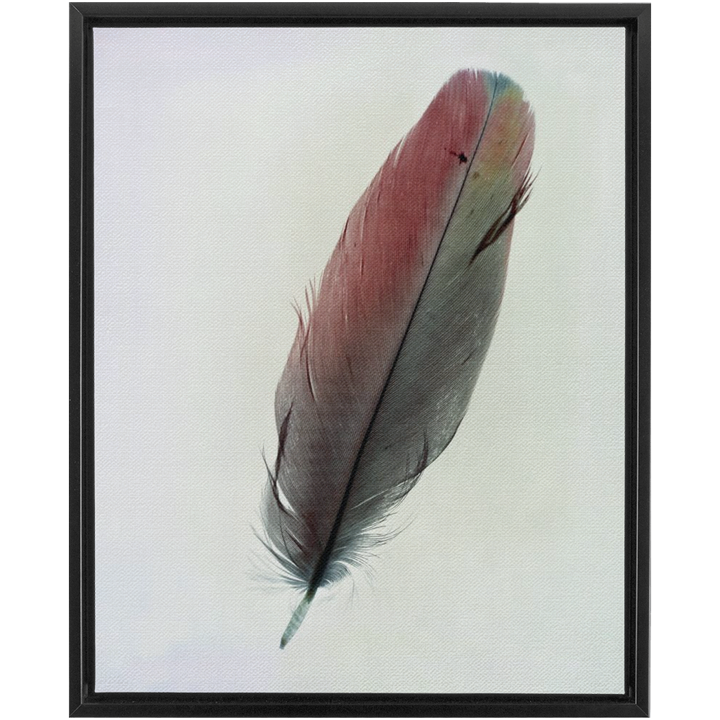 Feather Study 