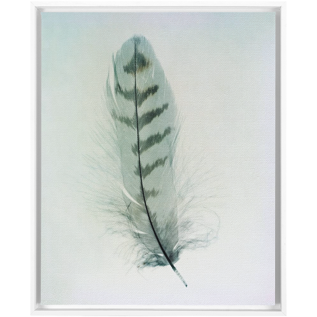 Feather Study 