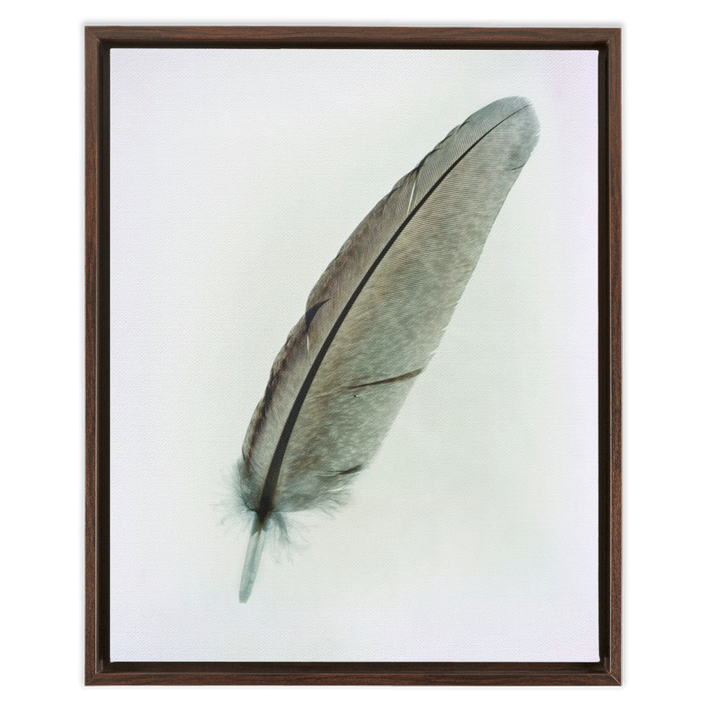 Feather Study 