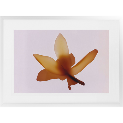 Polaroid Colour Study 