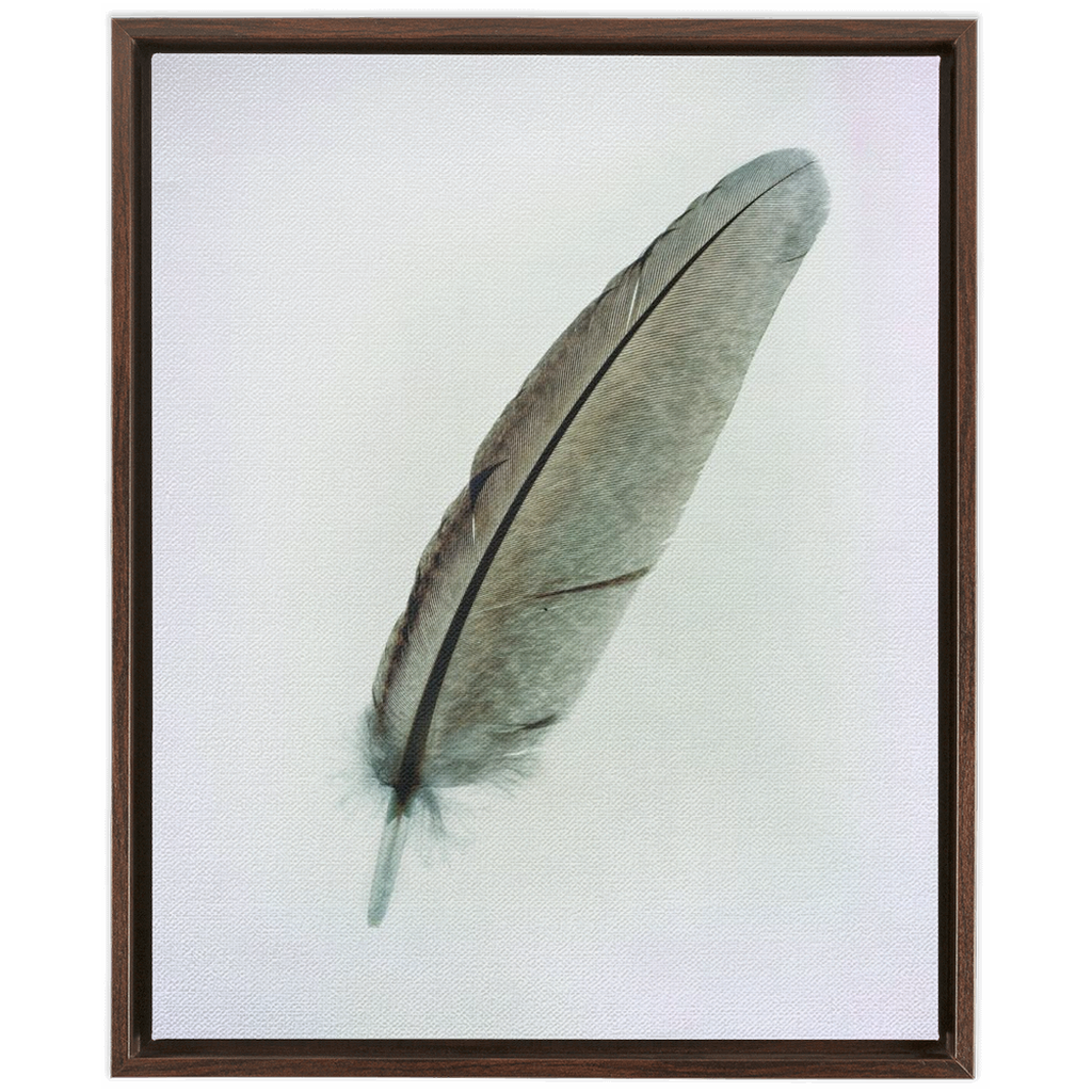 Feather Study 