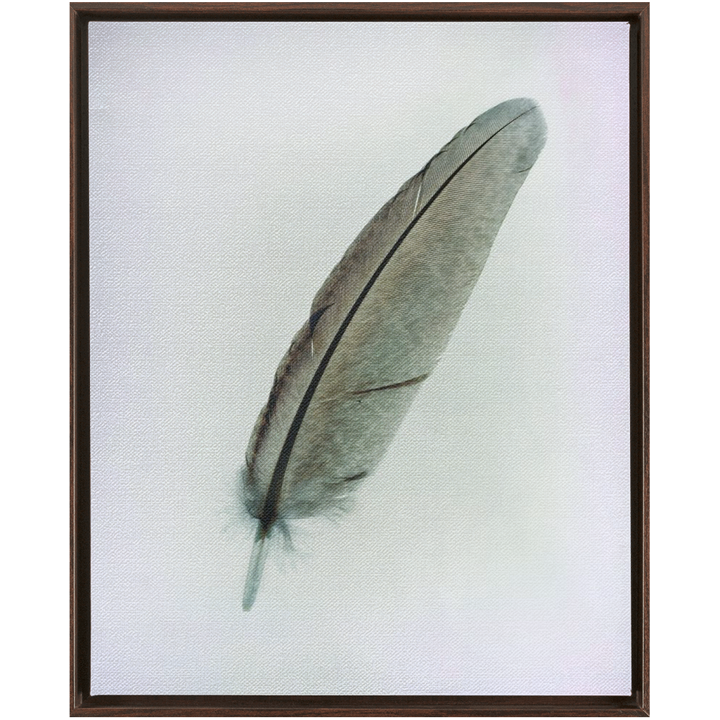 Feather Study 