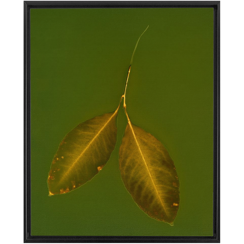 Lemon Leaves