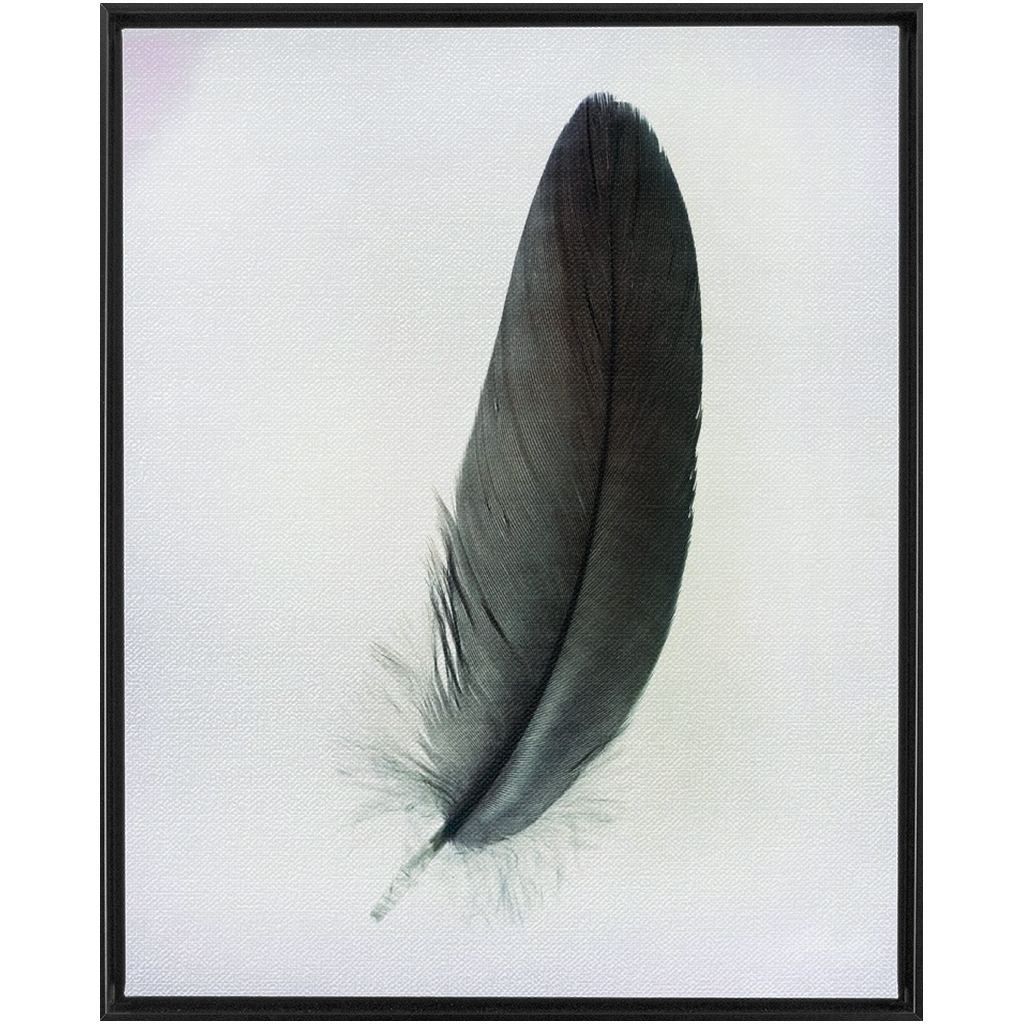 Feather Study 