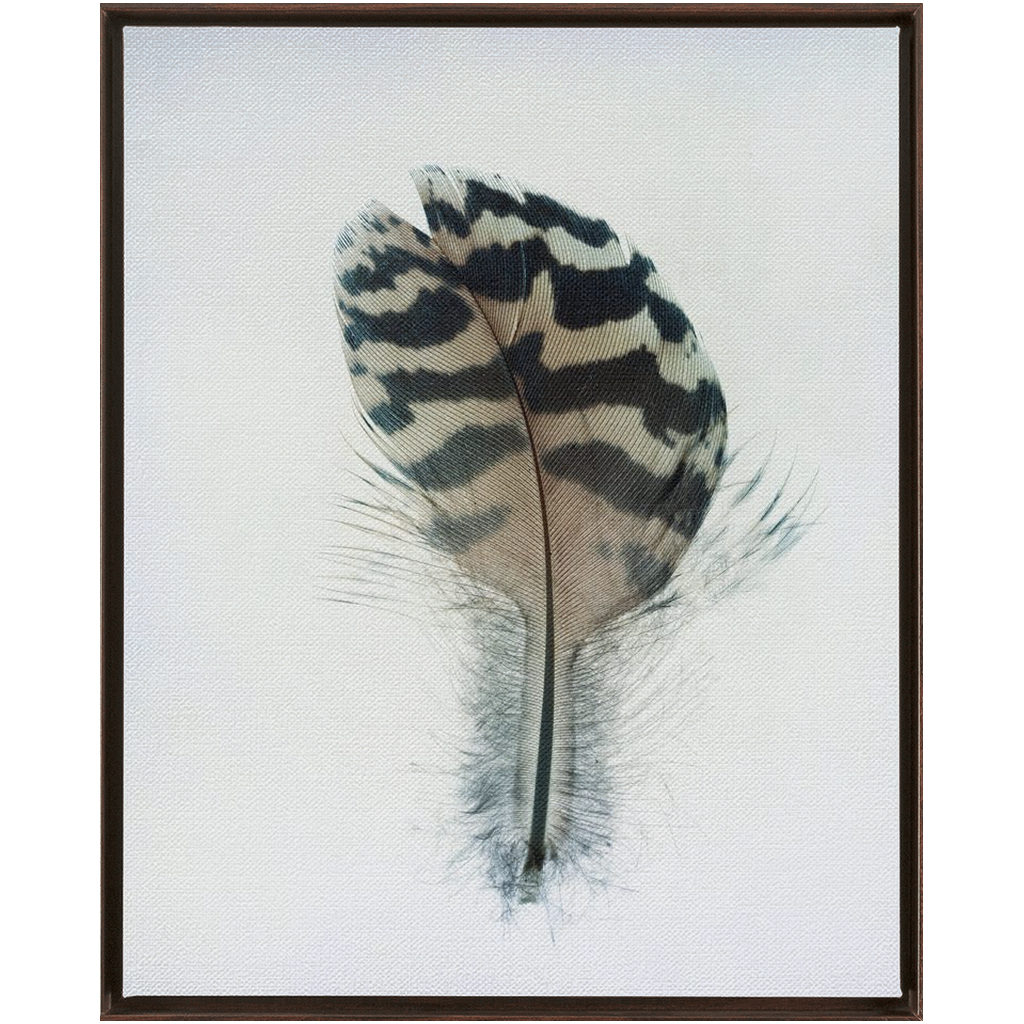 Feather Study 