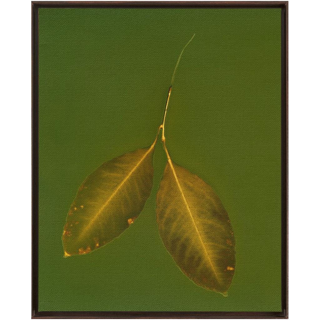 Lemon Leaves