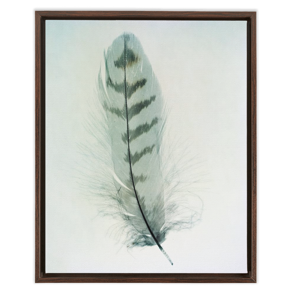 Feather Study 