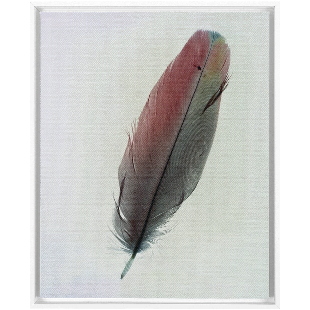 Feather Study 