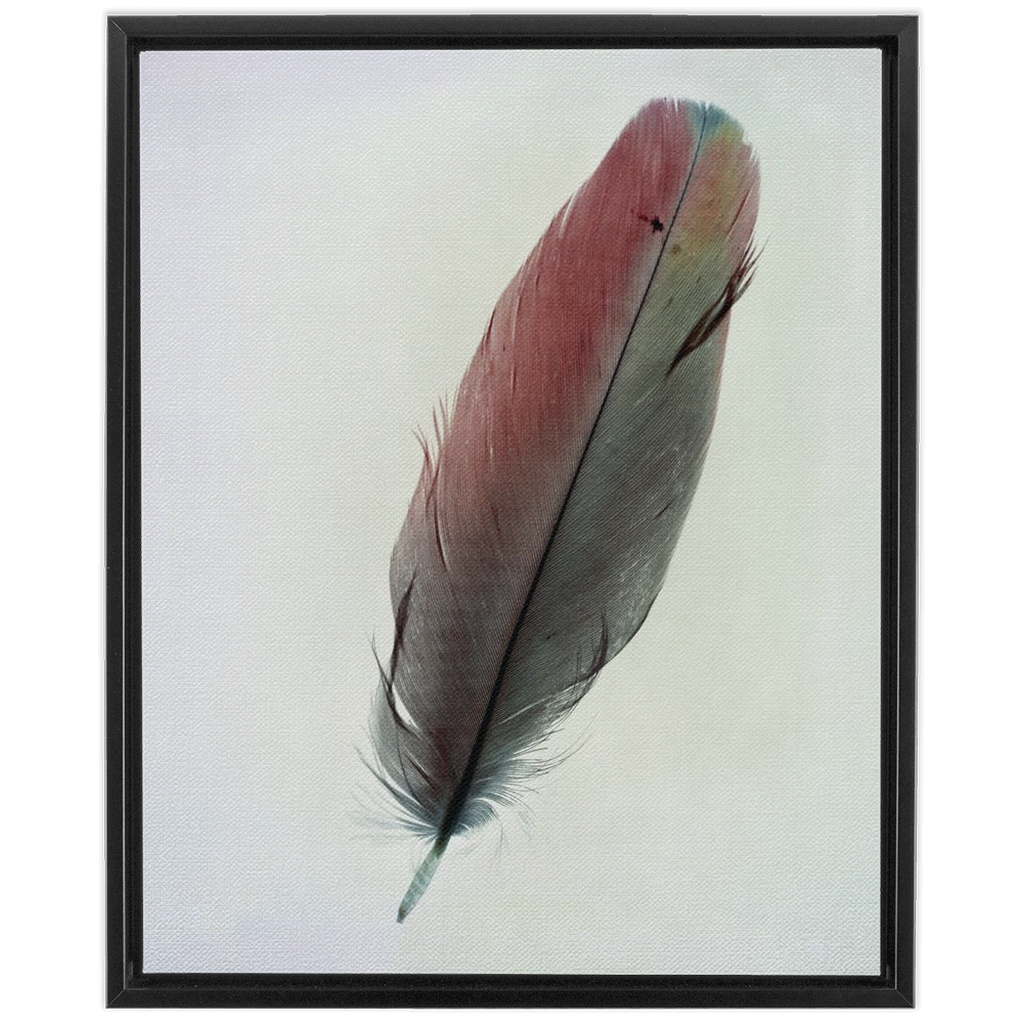 Feather Study 