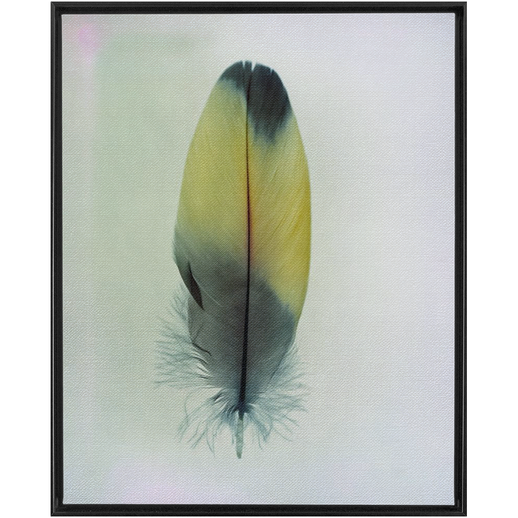 Feather Study 