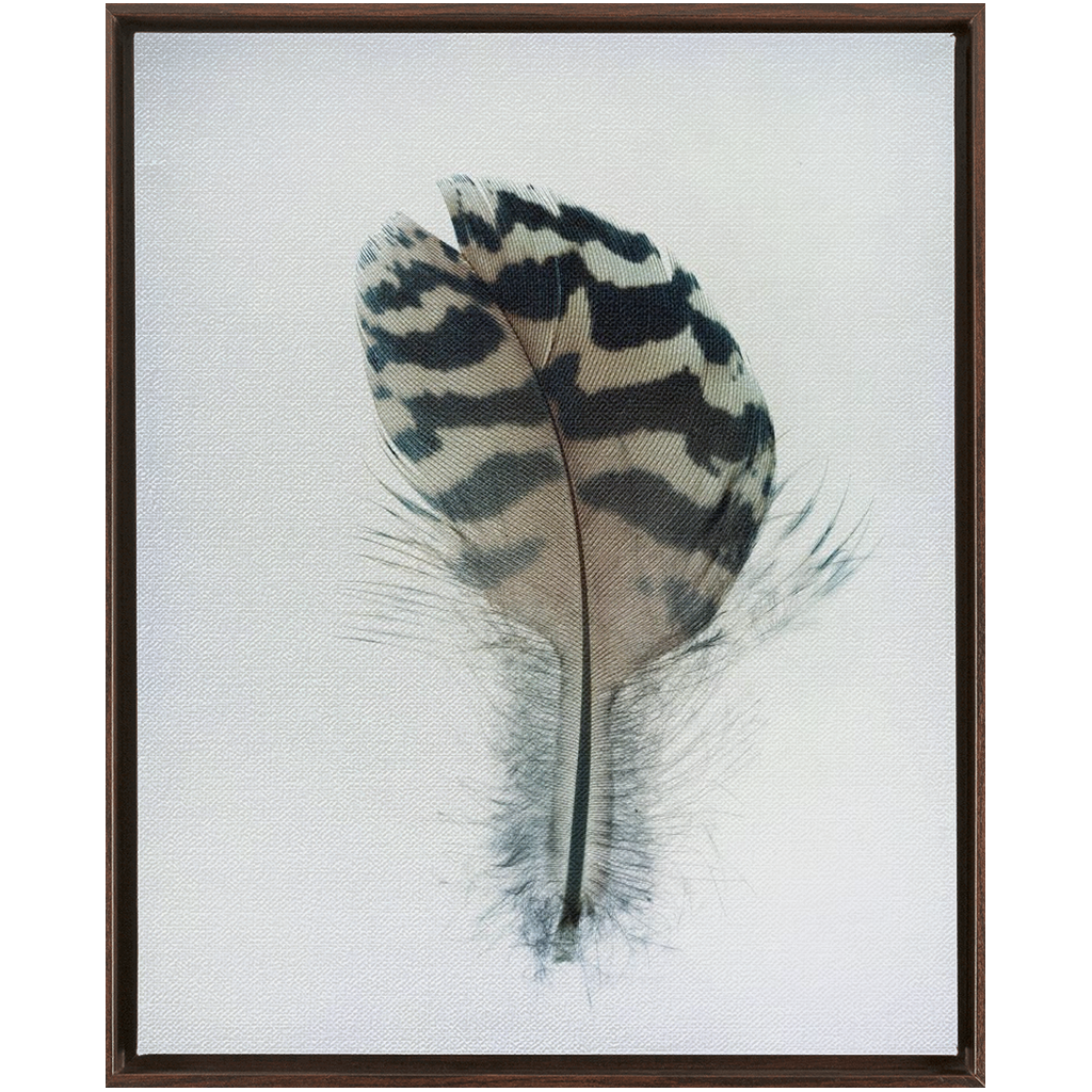 Feather Study 