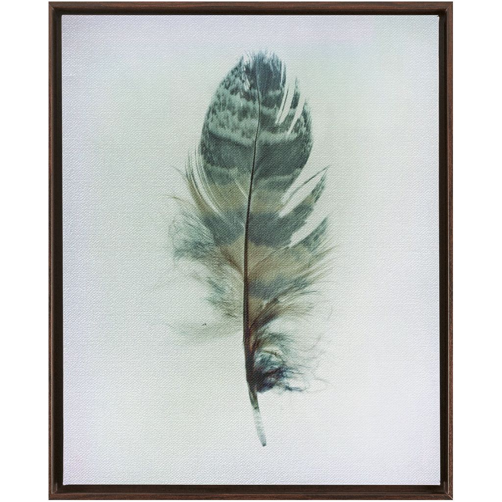 Feather Study 