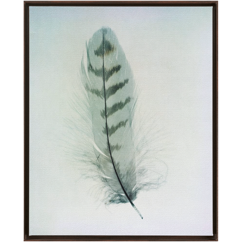 Feather Study 