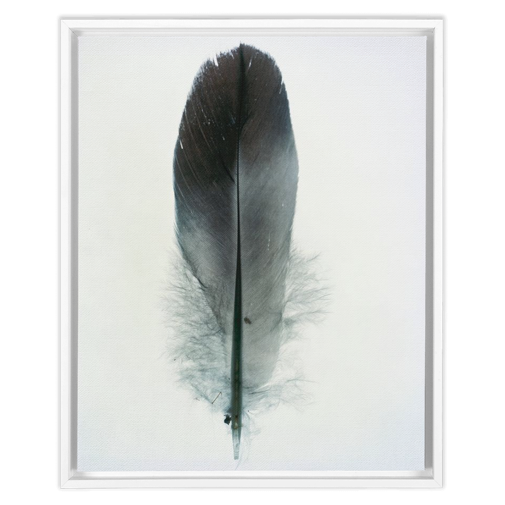 Feather Study 