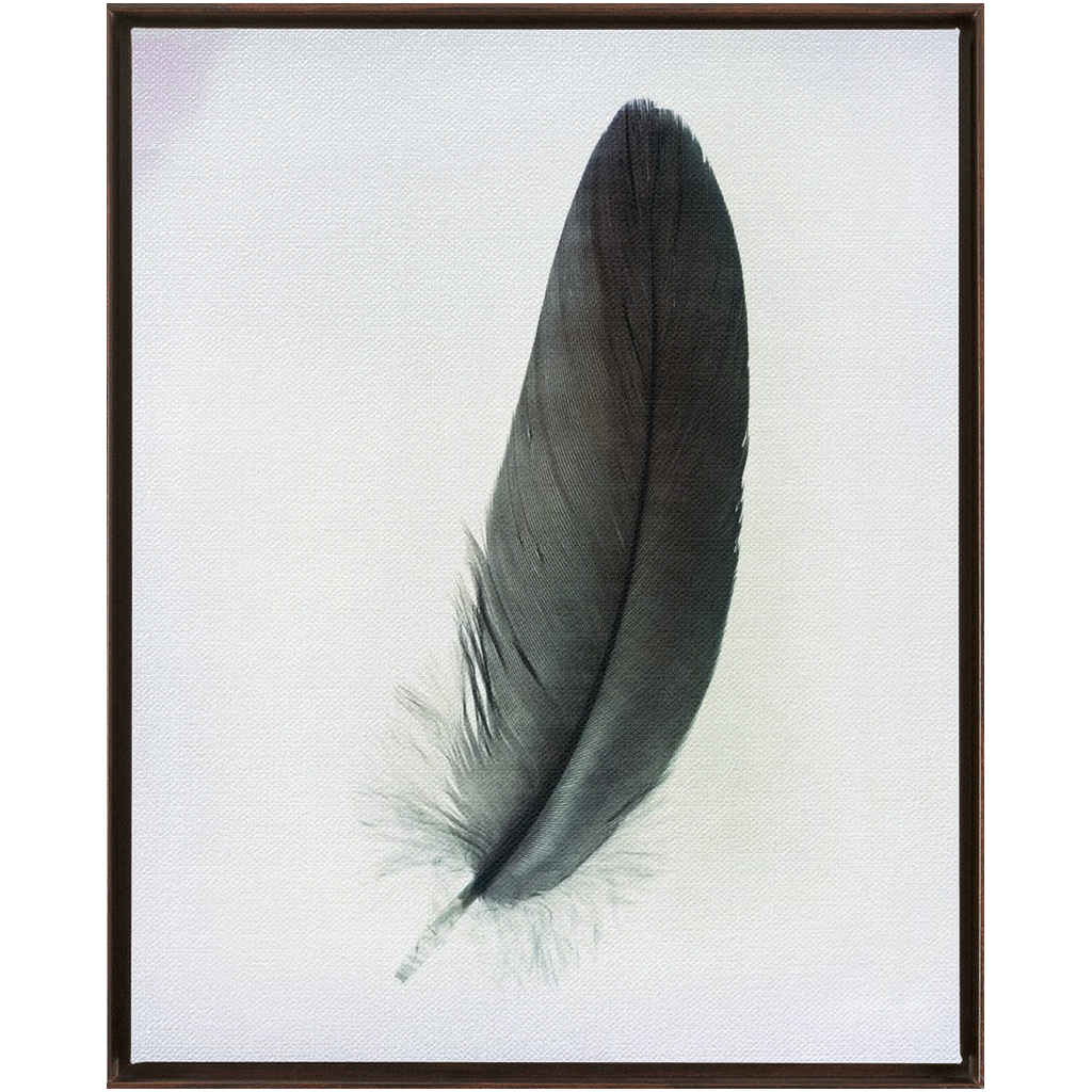 Feather Study 