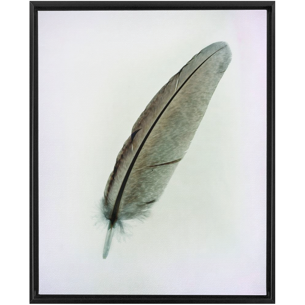 Feather Study 