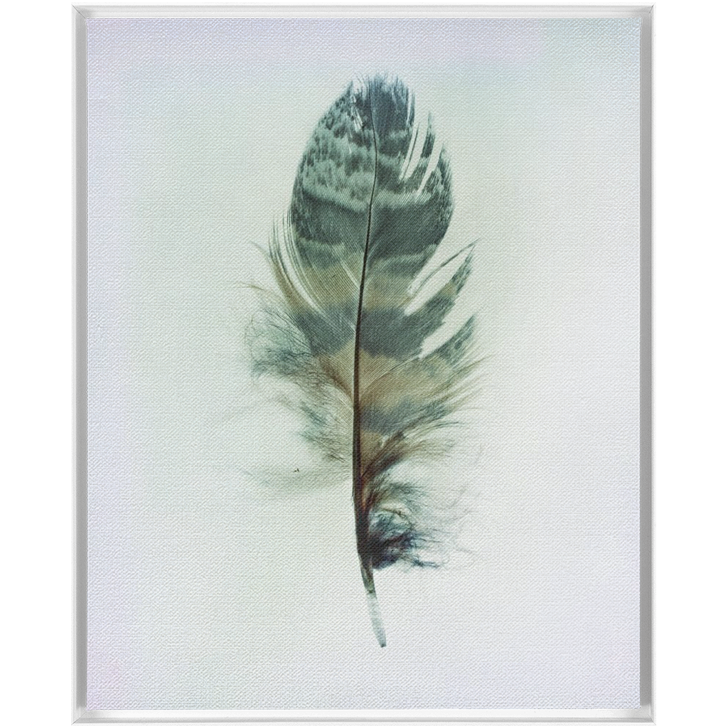 Feather Study 