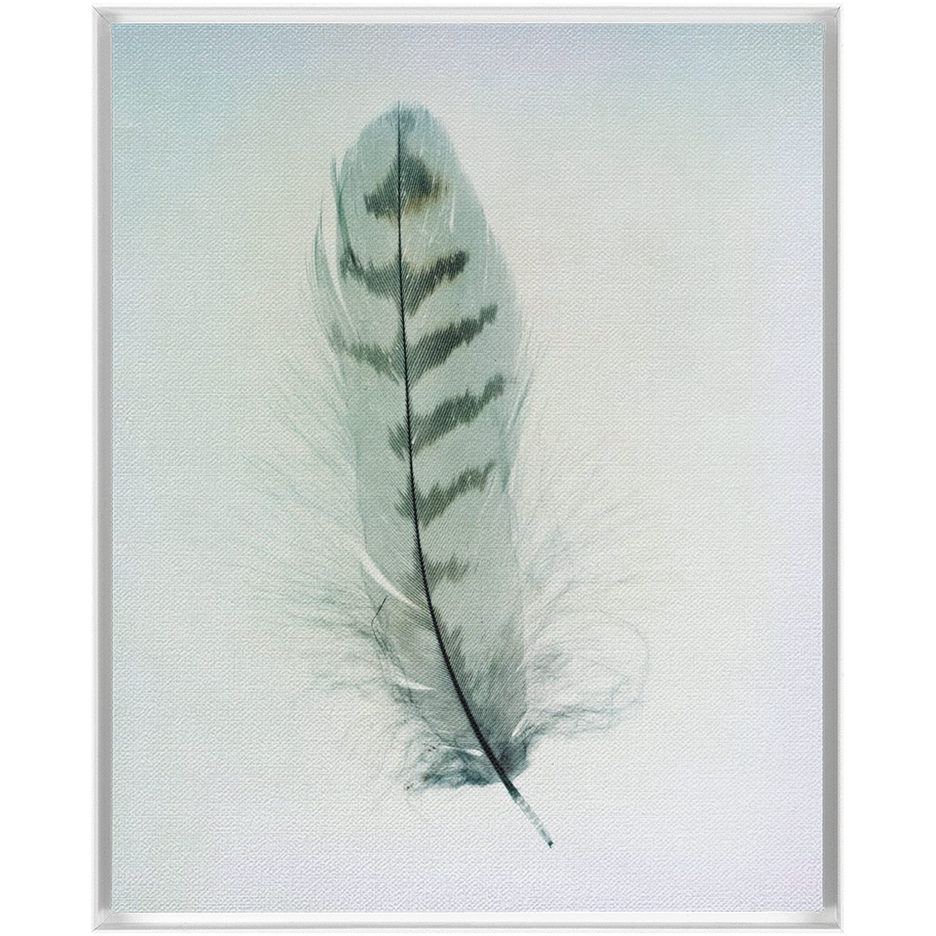 Feather Study 