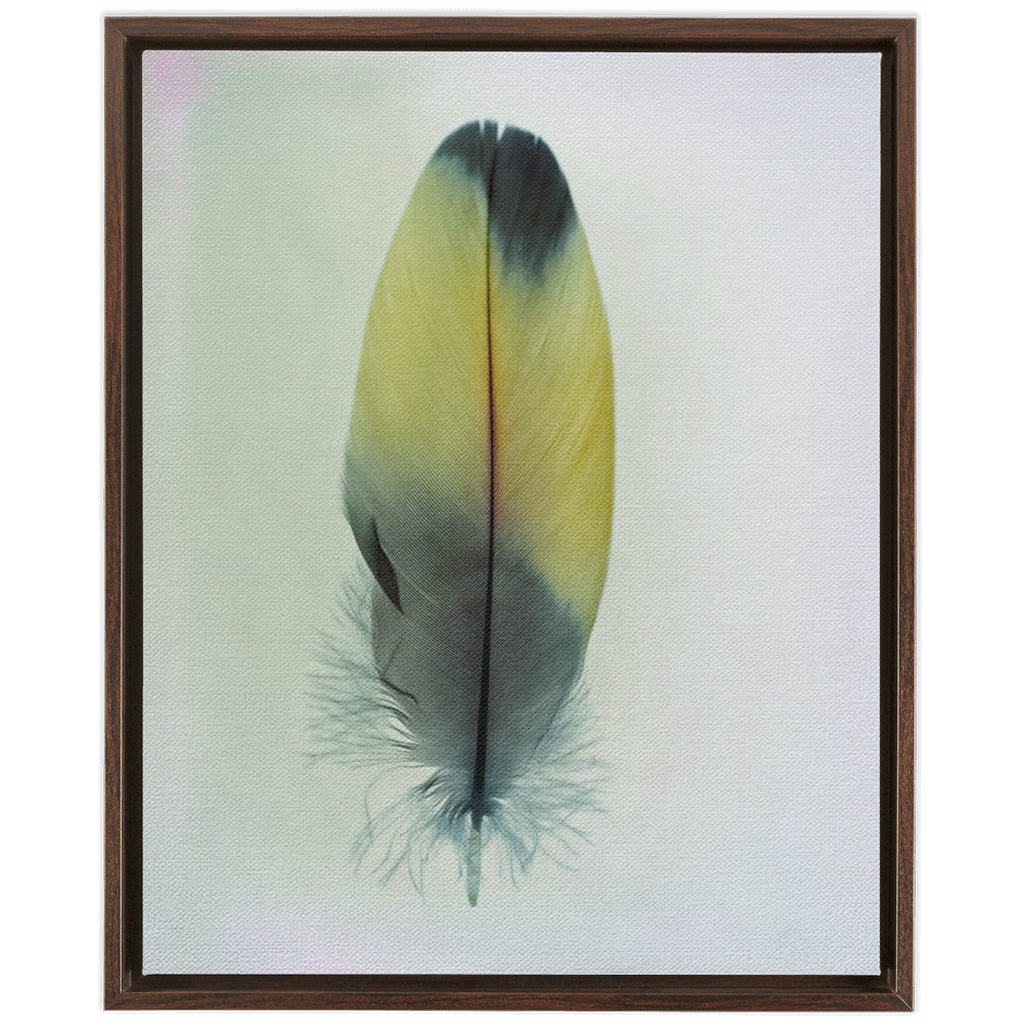 Feather Study 