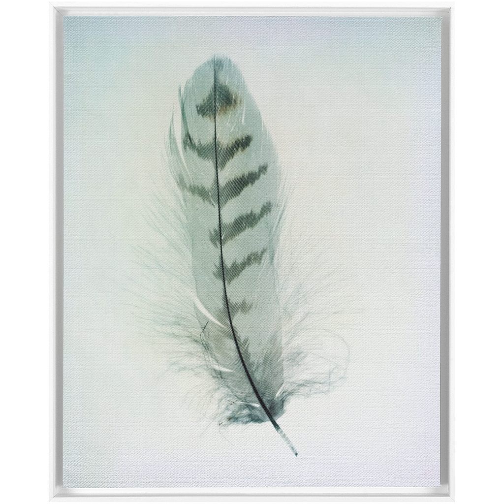 Feather Study 