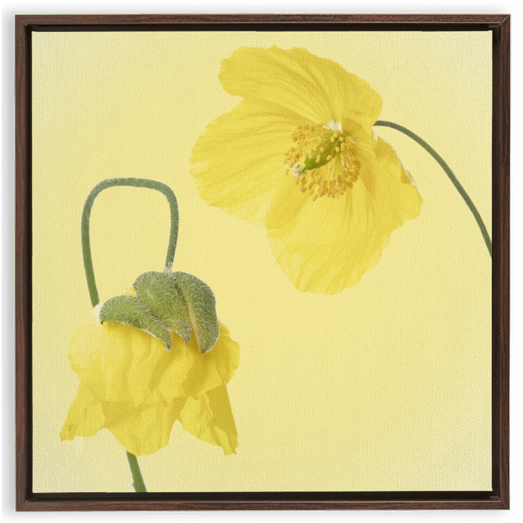 Two Yellow Poppies