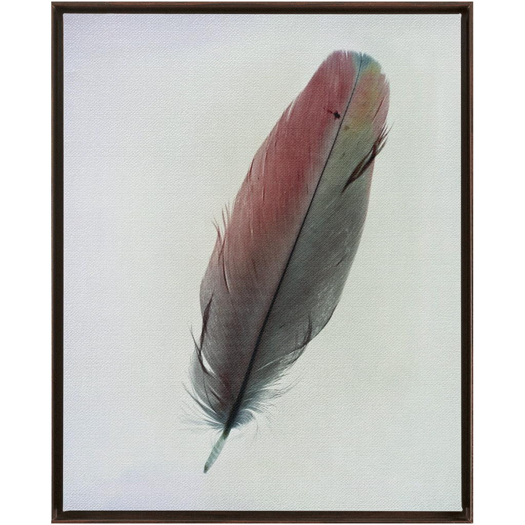 Feather Study 