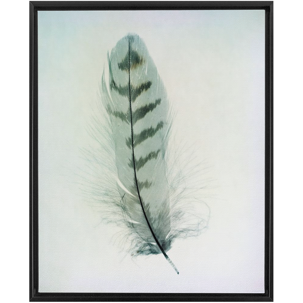 Feather Study 