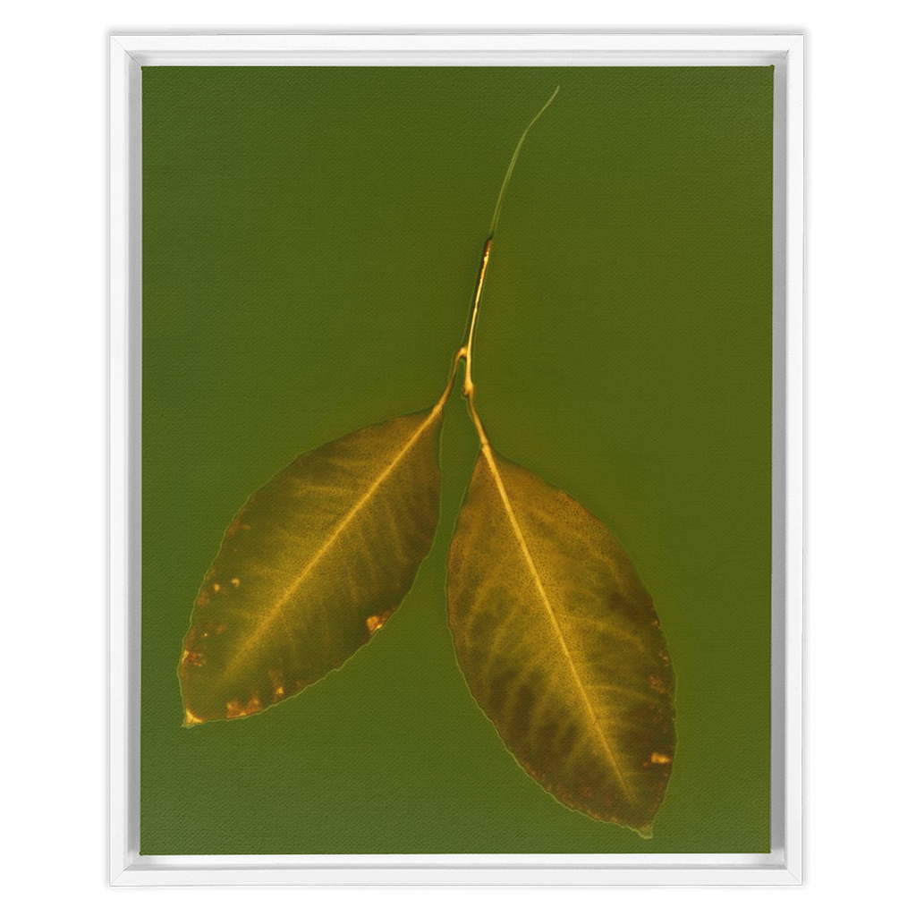 Lemon Leaves