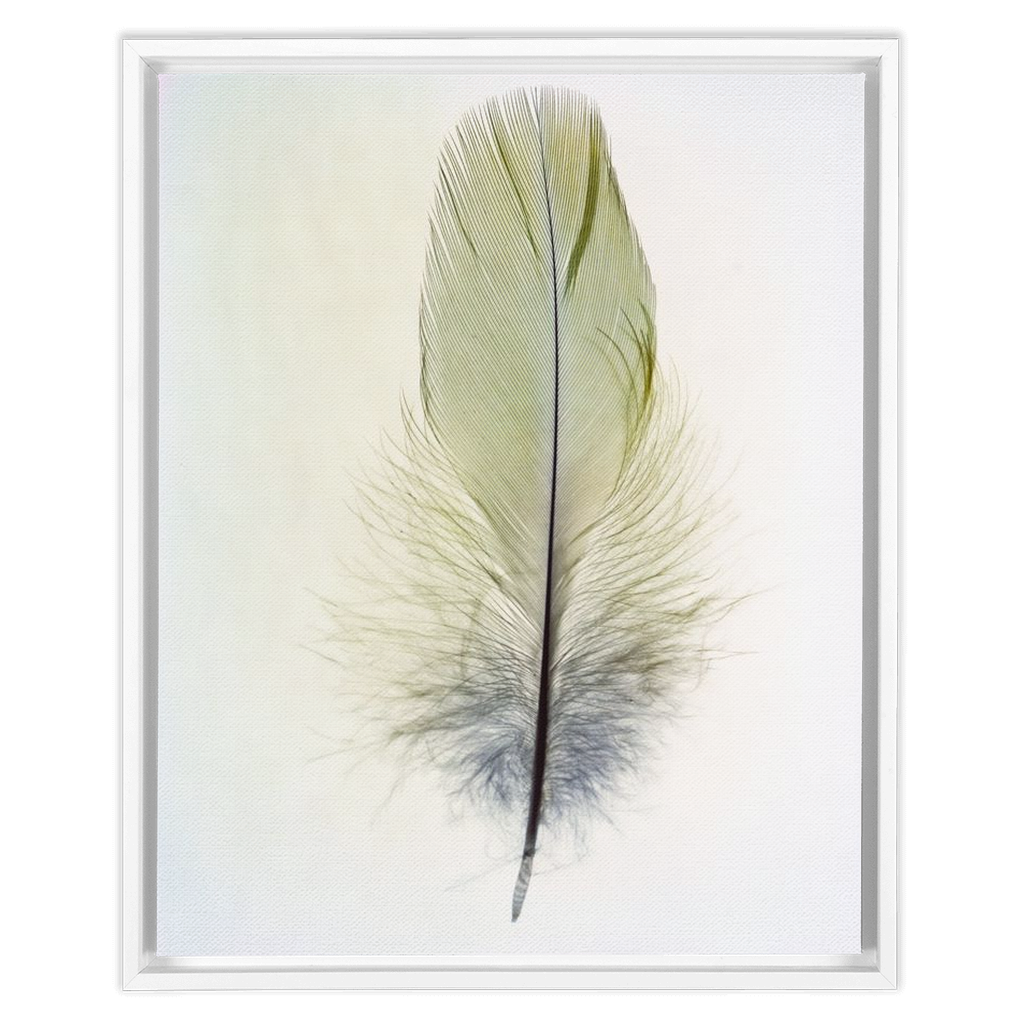 Feather Study 