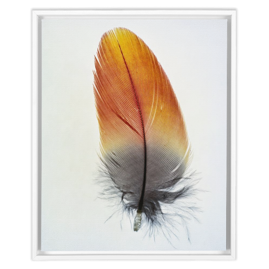 Feather Study 