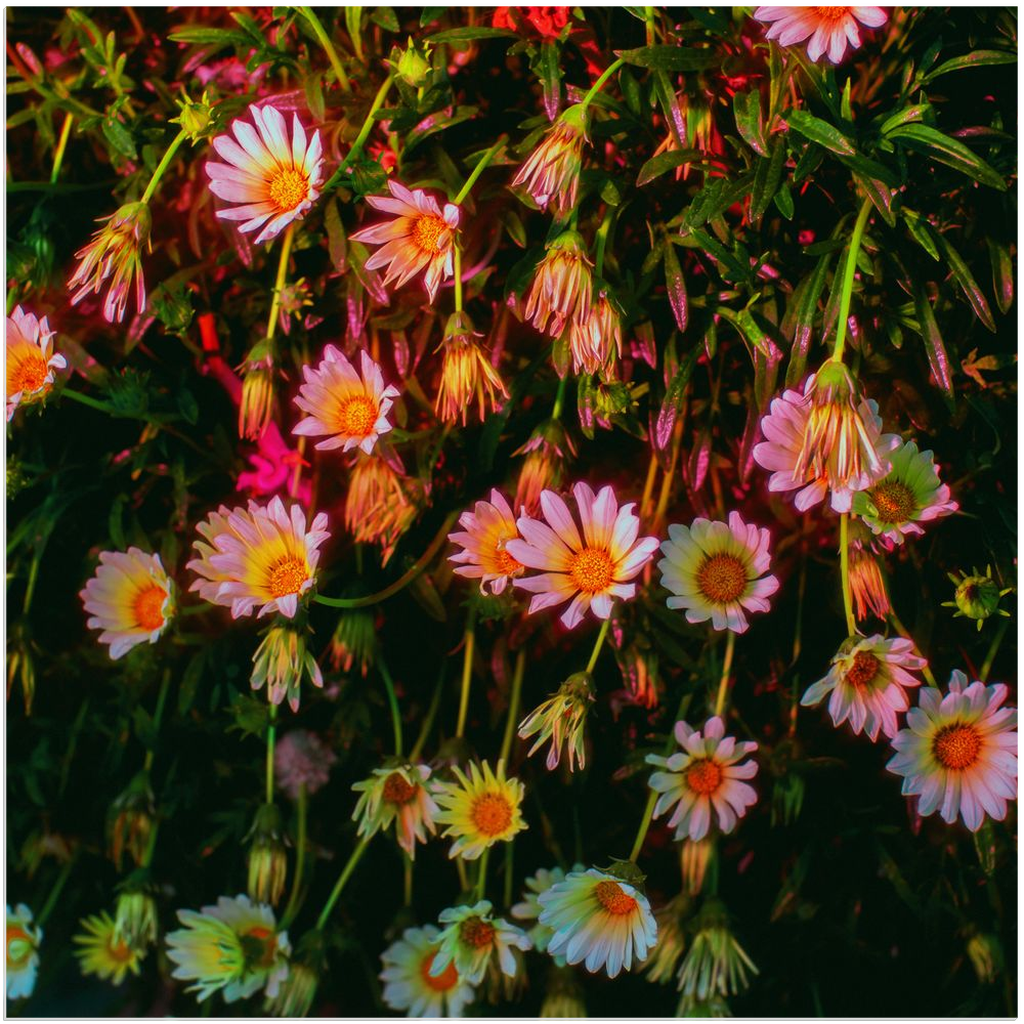 Cascading Daisies