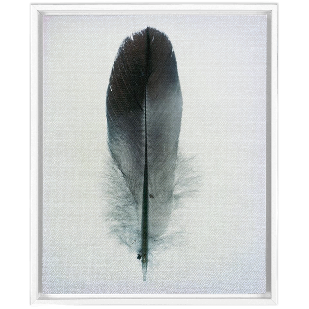 Feather Study 