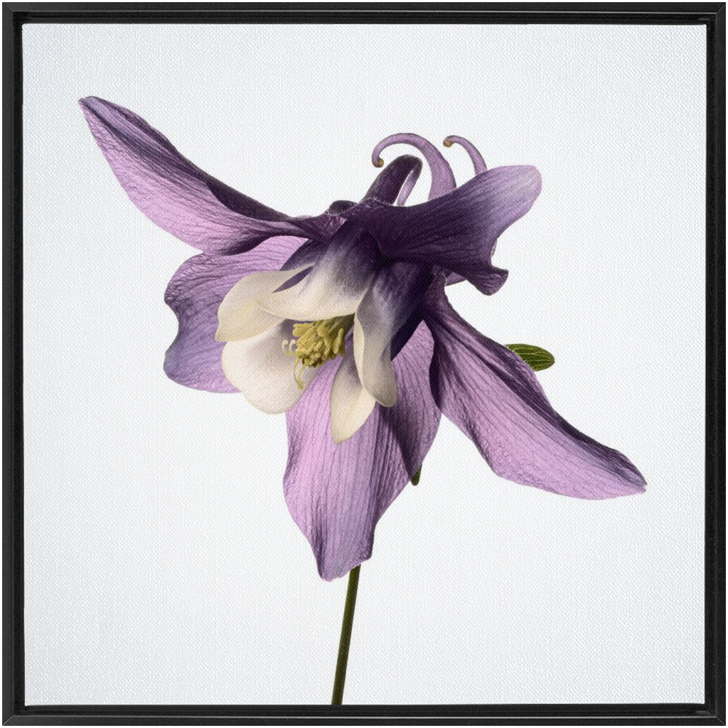 Muted Aquilegia